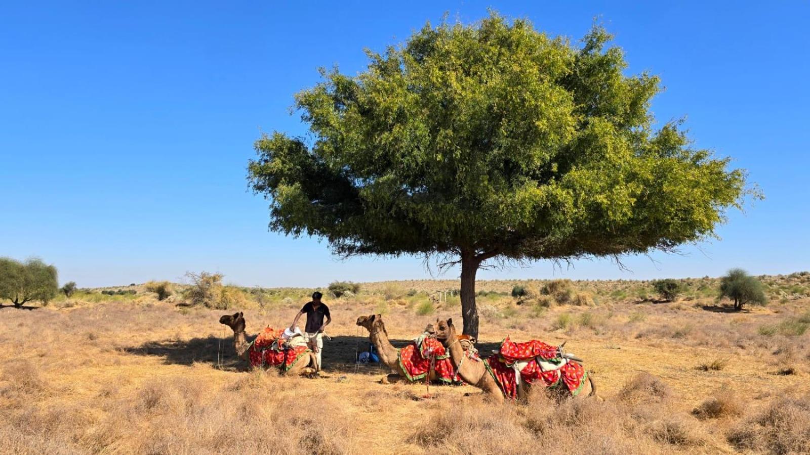 Desert Vista Camp Jaisalmer Dış mekan fotoğraf